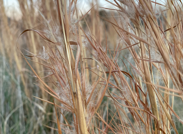 orange leaves of broomsedge in fall