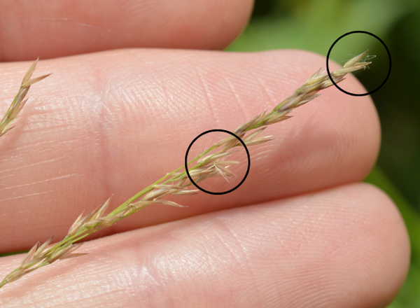 hand holding grass spikelets, with two black circles showing hairs on the grass