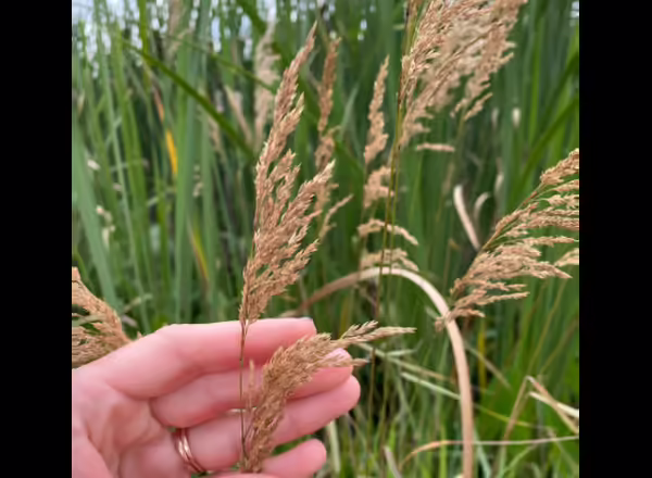 hand holding grass inflorescence