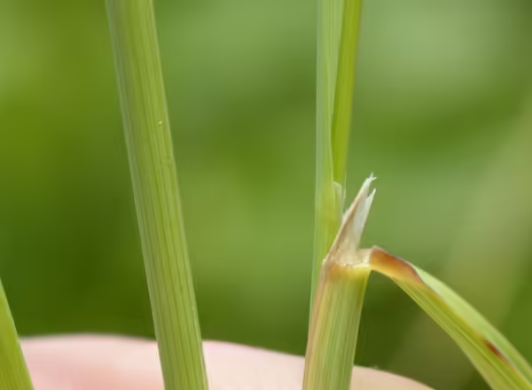white membranous ligule held back from grass stem