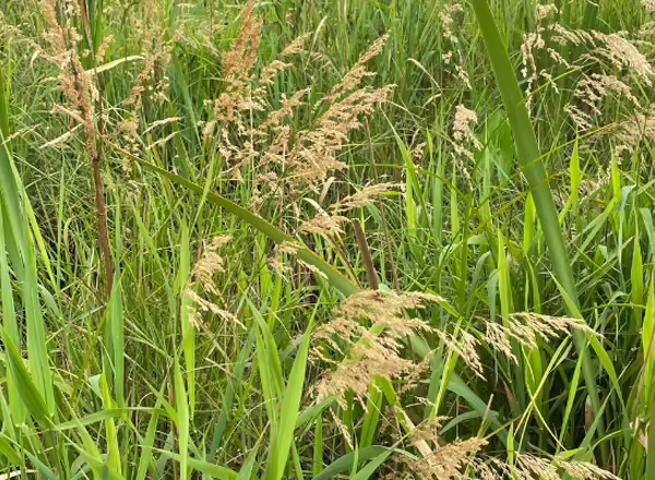 landscape view of bluejoint grass surrounded by cattails