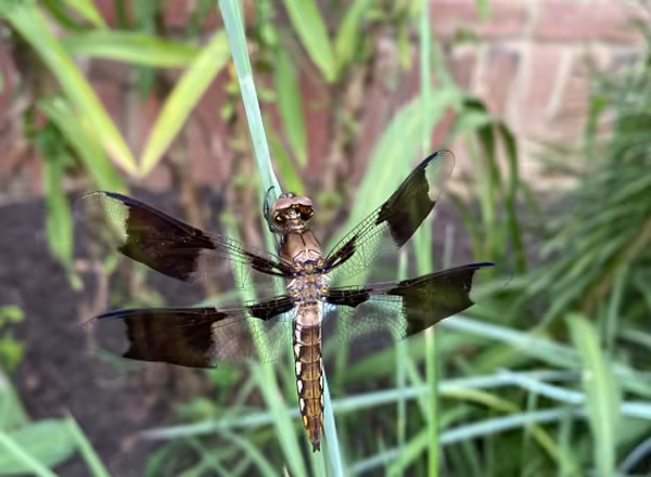 dragonfly resting on grass