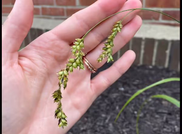 hand holding grass inflorescence