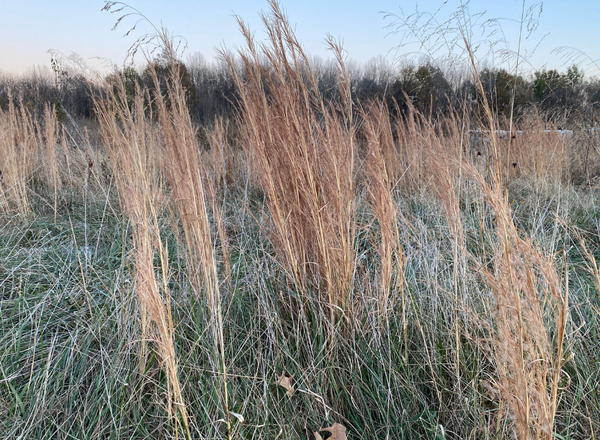 clumps of orange grass in a field