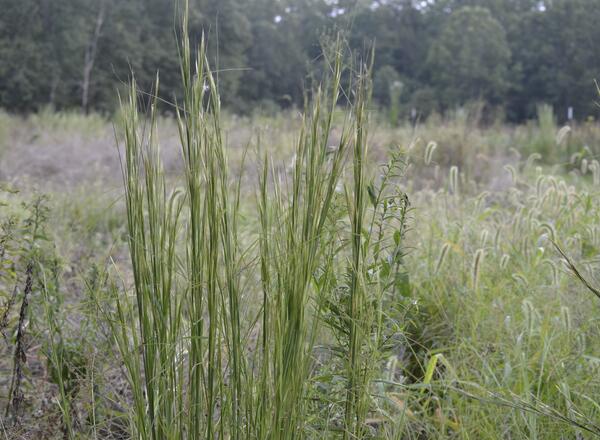 clump of broomsedge in a prairie restoration