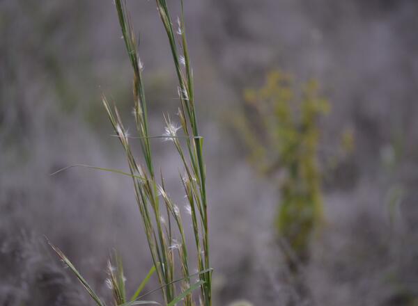 broomsedge in bloom