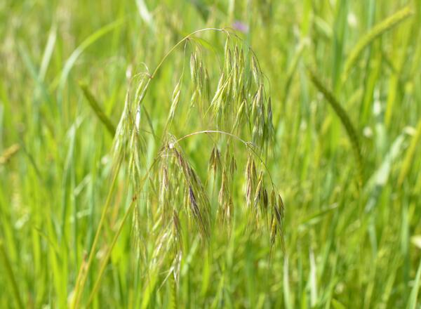 grasses flowering