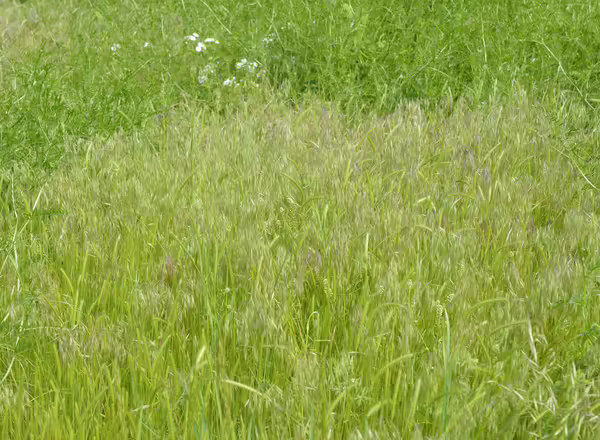 field of cheatgrass
