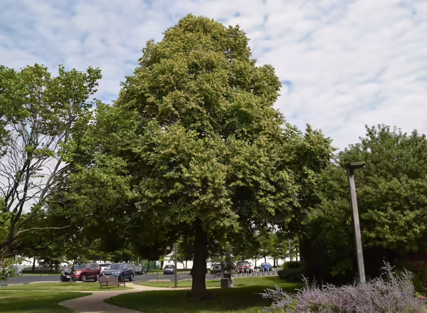 American Basswood