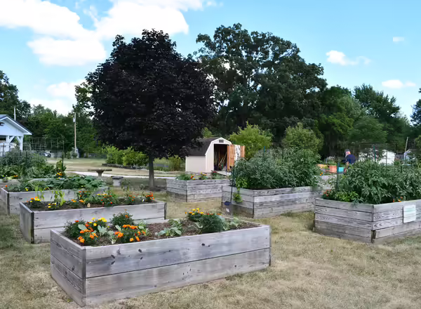 Several raised beds with plants in them