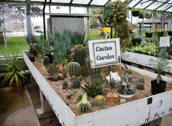 A table with several cactuses and a sign that says, "Cactus Garden."