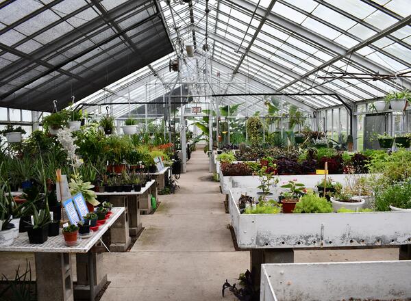 A greenhouse with many plants on tables