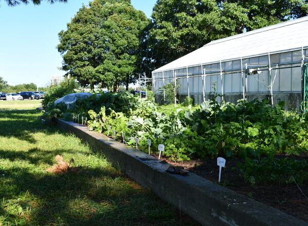 A vegetable garden outside a greenhouse