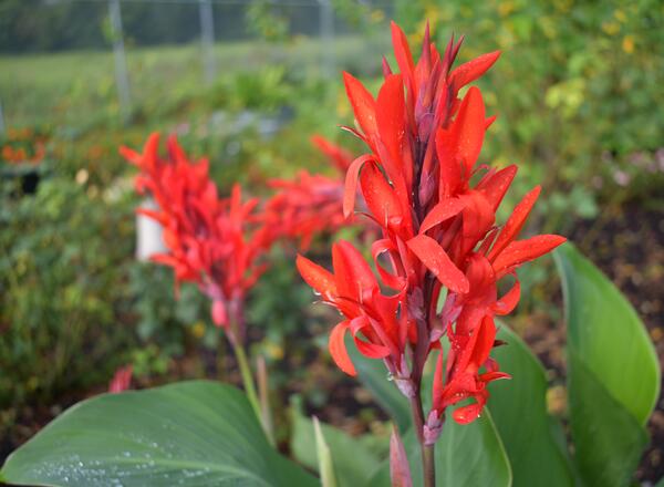 Red Canna Lily Flowers