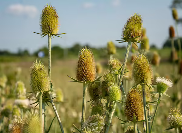 Teasel plants can produce multiple flower heads.