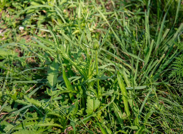 Even after repeated mowing, teasel can still produce flowers.