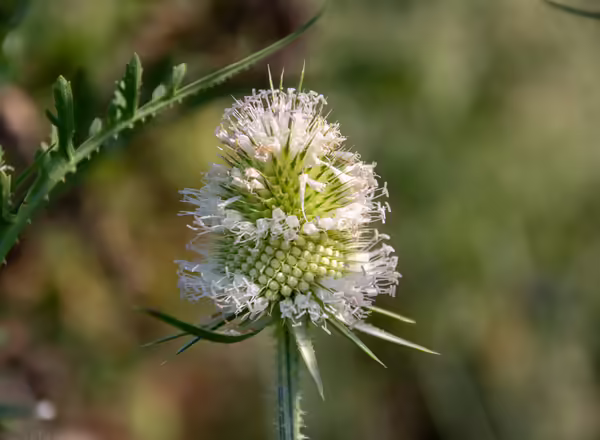 Flowers of cutleaf teasel