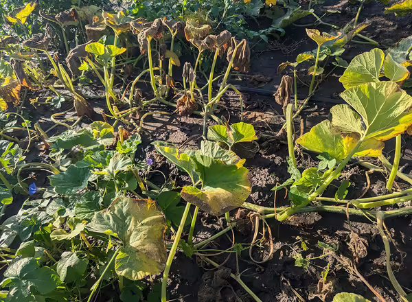 yellowing and wilting pumpkin vines in a field
