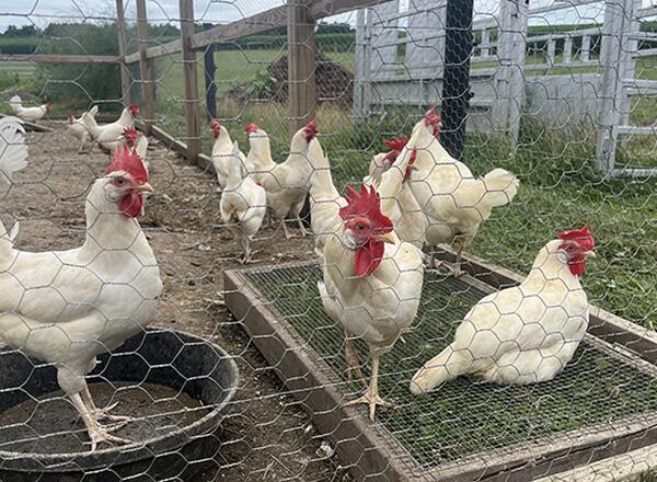 chickens in caged area on family farm