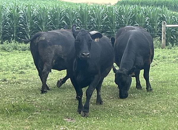 3 Angus beef cattle grazing in their pasture close to camera