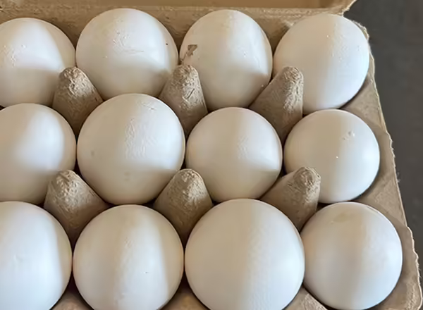 a dozen white eggs in an open carton