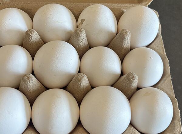 a dozen white eggs in an open carton