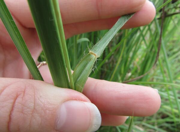 hand holding leaf blade back from stem