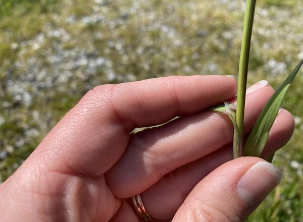 hand holding grass