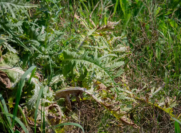 the leaves of cutleaf teasel are deeply lobed.