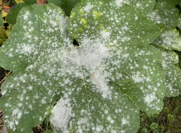 green pumpkin leaf with lots of white splotches