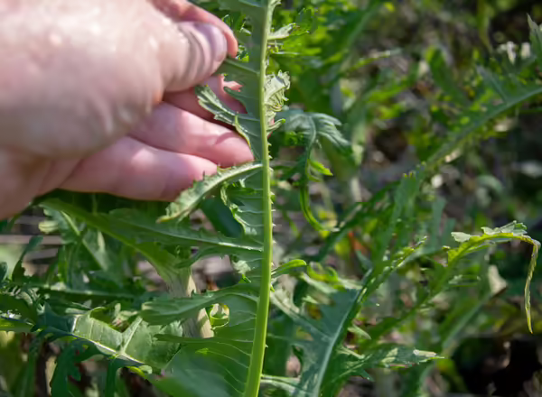 leaves on flower stalks have spines on the underside of the midrib