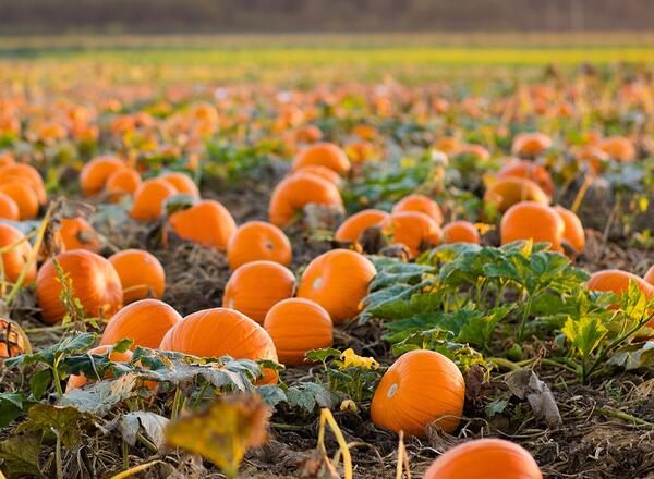 A field of pumpkins surrounded by their vines glow with a setting sun off in the distance.