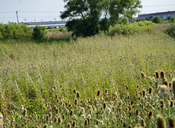 Teasel can rapidly spread, forming large colonies and out-competing other plant species.
