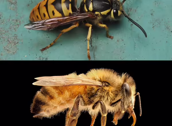 Yellowjackets are black and yellow with little hair. Honey bees are amber in color and hairy