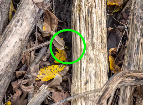 yellowjacket at the entrance of its nest