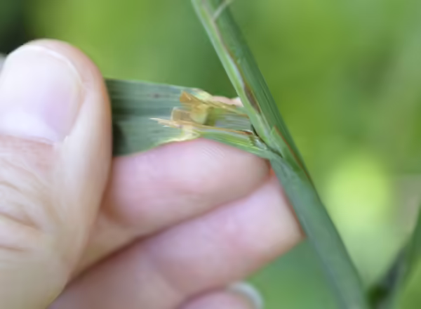 hand holding leaf blade back from stem