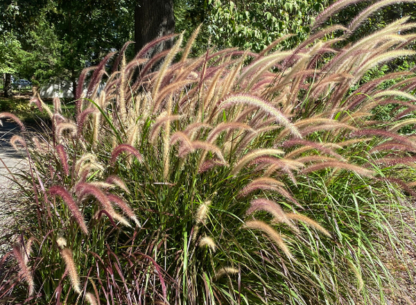 clump of grass with yellow and red seed heads