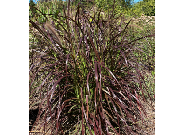 clump of a grass in a garden with red to purple leaves