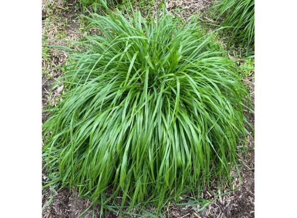 clump of green grass