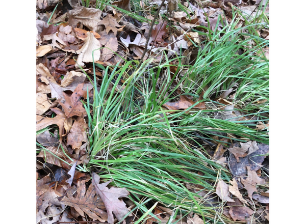 clumps of green grass amid fallen leaves