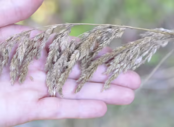 hand holding grass inflorescence
