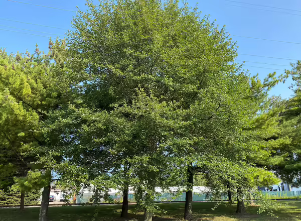 Black Tupelo tree