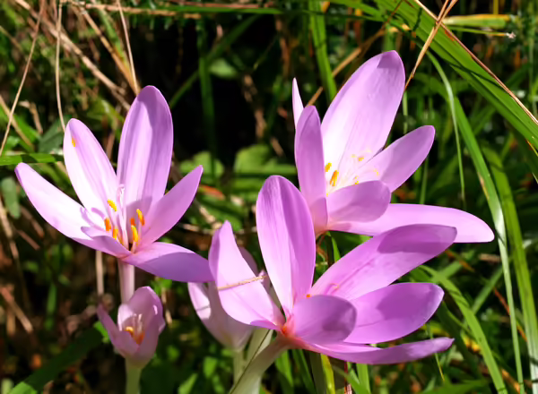 Autumn crocus (Colchicum spp.)