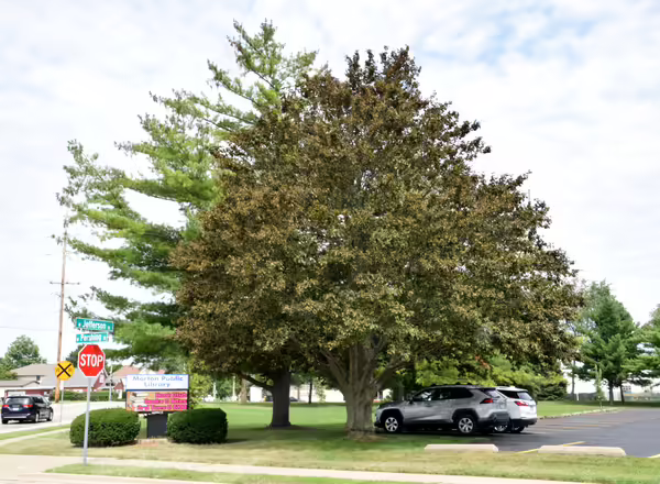 Copper Beech