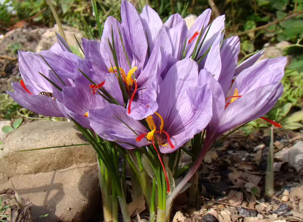 Crocus sativus, saffron crocus. Light purple flowers with long reddish stigmas