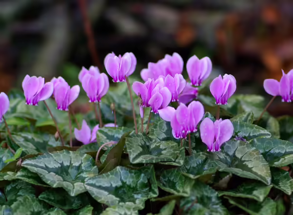 pink flowers and green leaves of hardy cyclamen