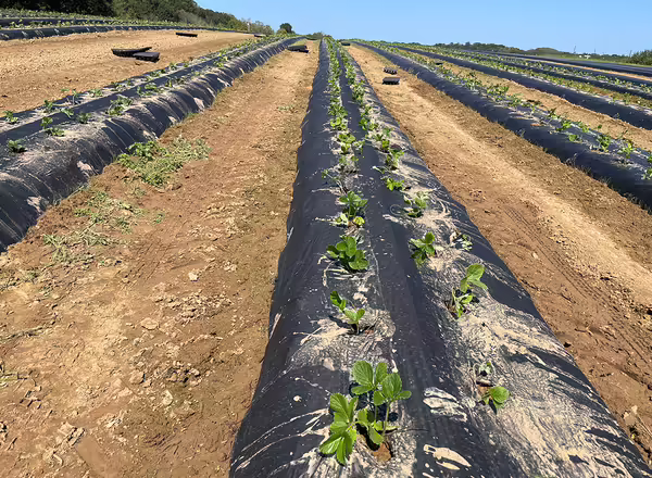 rows of black plastic mulch in a field planted with strawberry plants