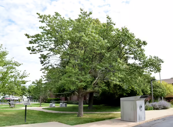 Eastern Redbud tree