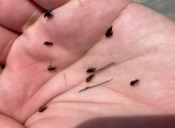 Adult annual bluegrass weevils in hand