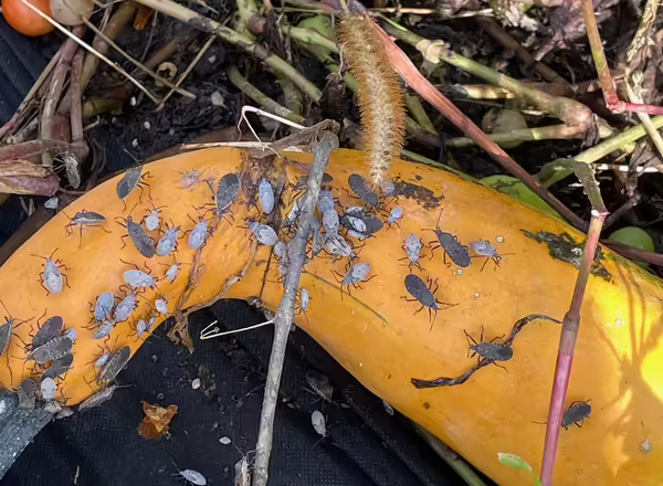 yellow squash fruit covered in gray squash bugs